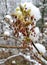 Choke cherry blossom with icy snow.