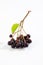 Chokeberries, Aronia, white background