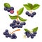 chokeberry antioxidant set cartoon vector illustration color sign