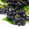 Chokeberry Aronia Fruit on the white Background