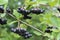 Chokeberry Bush branch with dark purple fruit with green fresh leaves on the forest bright summer autumn day lit by the rays of