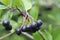 Chokeberry Bush branch with dark purple fruit with green fresh leaves on the forest bright summer autumn day lit by the rays of