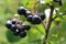 Chokeberry Bush branch with dark purple fruit with green fresh leaves on the forest bright summer autumn day lit by the rays of