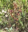 Chokeberry bush with ripe berries in autumn