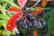 Chokeberry fruits covered with hoarfrost