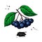 Chokeberry vector drawing. Hand drawn botanical branch with berries and leaves.