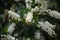 A chokecherry bush in full bloom with white flowers