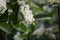 A chokecherry bush in full bloom with white flowers