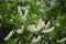 A chokecherry bush in full bloom with white flowers