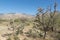 Cholla Cacti