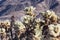 Cholla cacti in pinto basin