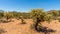 Cholla Cacti and Saguaro Cacti in the Arizona Desert