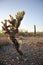 Cholla Cactus