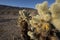 Cholla Cactus