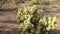 Cholla Cactus in Bloom. Lost Dutchman State Park, Apache Junction, Arizona