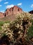 Cholla Cactus with Cactus Wren Bied nest Usury Mountain Park Arizona
