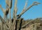 Cholla cactus close up