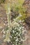 Cholla Cactus with a desert flowering plant