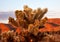 Cholla Cactus Garden Joshua Tree National Park