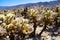 Cholla Cactus Garden Joshua in Tree national park