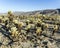 Cholla Cactus Garden in the Joshua Tree National Park