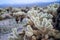 Cholla Cactus garden in Joshua Tree National Park during a spring sunset. Cholla cactus has small flower blooms