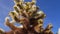 Cholla Cactus Garden at Joshua Tree National Park. Teddy bear cholla Cylindropuntia bigelovii. California