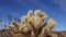 Cholla Cactus Garden at Joshua Tree National Park. Teddy bear cholla Cylindropuntia bigelovii. California