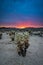 Cholla Cactus garden sunset