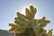 Cholla Cactus Garden Sunset Mojave Desert Joshua Tree