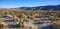 Cholla Cactus Garden Sunset Mojave Desert Joshua Tree