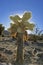 Cholla Cactus Garden Sunset Mojave Desert Joshua Tree