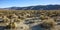 Cholla Cactus Garden Sunset Mojave Desert Joshua Tree NP