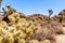 Cholla Cactus Garden Trail in Arizona