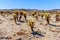 Cholla Cactus Garden Trail in Arizona