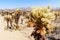 Cholla Cactus Garden Trail in Arizona