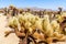 Cholla Cactus Garden Trail in Arizona