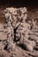 Cholla cactus infrared sepia toned, Sonora Desert, Mid Summer