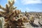 Cholla Cactus, Joshua Tree National Park