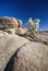 Cholla Cactus Joshua Tree National Park