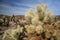 Cholla cactus in Joshua Tree National Park