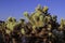 Cholla Cactus At Joshua Tree National Park, California