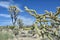 Cholla cactus and Joshua tree Yucca brevifolia growing on Mojave dessert