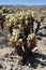 Cholla Cactus Landscape with Sharp Prickly Spines