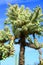 Cholla cactus, Sonora Desert, Mid Spring