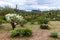 Cholla cactus, Sonoran Desert, Arizona. Saguaro cactus, hill in clouds in background.