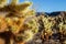 Cholla cactuses at Cholla cactus garden in Joshua tree National park, California, USA