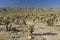 Cholla Garden in the Desert