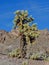 Cholla Jumping Cactus, Cylindropuntia fulgida, the jumping cholla, also known as the hanging chain cholla, is a cholla cactus nati