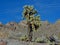 Cholla Jumping Cactus, Cylindropuntia fulgida, the jumping cholla, also known as the hanging chain cholla, is a cholla cactus nati